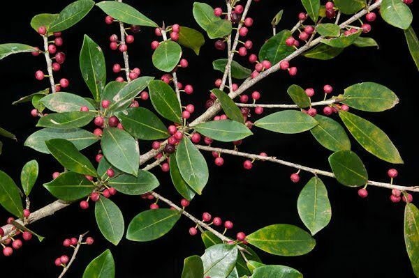 50 x west indian laurel fig tree seeds. ficus americana subsp. andicola