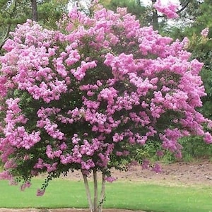 50 x common crape myrtle tree seeds. lagerstroemia indica.