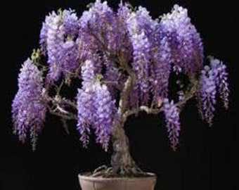 6 x semi di glicine cinesi. semi di alberi che possono essere usati per bonsai.