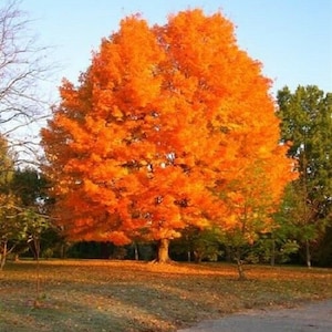 50x Zucker-Ahorn Baum Samen - acer saccharum - Felsen-Ahorn. Bekannt für sein helles Laub und als Hauptquelle für Ahornsirup.