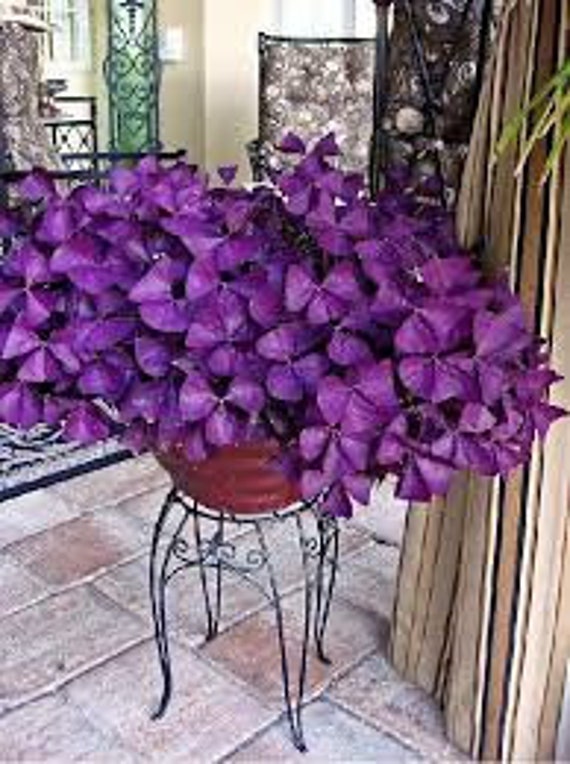 Oxalis Triangularis Purpurea Bulbs: Delicate Shamrock Plant (12 Bulbs) Free  UK Delivery ! - Etsy Israel