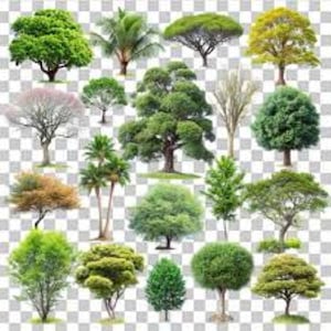 Mixed  20 x tree seeds. 5 of each variety. Free UK Delivery !