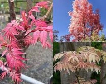 Chinese Mahogany (Toona Sinensis) 50 seeds Bonsai