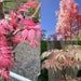 see more listings in the trees ideal for bonsai section