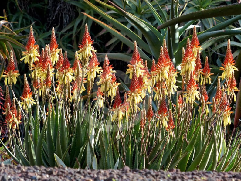 25 x aloe cryptopoda seeds image 1