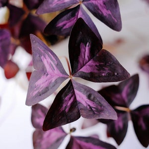 3 x oxalis triangularis purpurea bulbs.Purple Butterfly Plant Easy Houseplant Garden Plant Purple Foliage Very Easy to Grow, Shamrock image 1