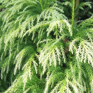 50 semillas de cedro japonés: Sugi Cryptomeria Japonica