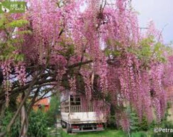 Glicine rosa cinese 25 semi di albero (Wisteria sinensis) – Pianta rampicante profumata