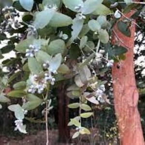 Eucalyptus Cinerea (Silver Dollar Tree) 20 Seeds