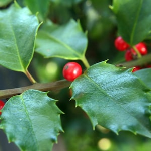 10 x ilex opaca seeds, american holly tree