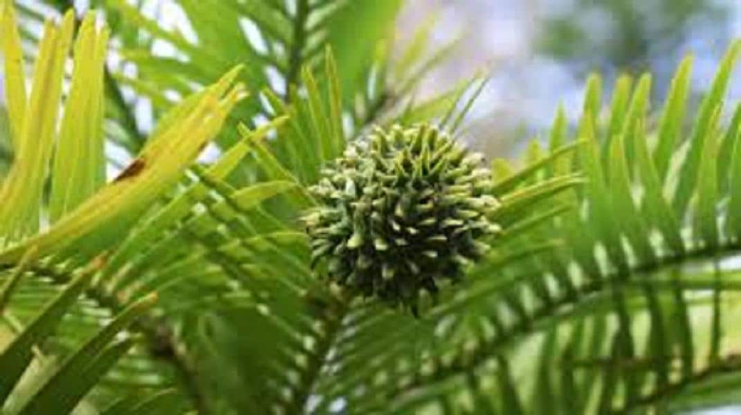 Wollemi Pine 10 Seeds Wollemia Nobilis Dinosaur Tree Etsy Canada wollemi-pine-10-seeds-wollemia-nobilis-dinosaur-tree-etsy-canada