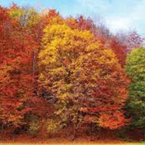 Peut inclure: Un groupe d'arbres avec un feuillage d'automne vibrant. Les feuilles sont de couleur rouge, orange, jaune et verte.