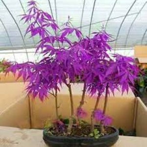 Purple Ghost Japanese Maple Bonsai Tree Seeds - Acer Palmatum - 10 Seeds