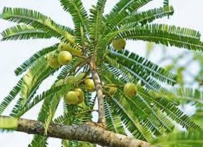 Phyllanthus Emblica Immagini E Fotografie Stock Ad Alta Risoluzione - Foto 11