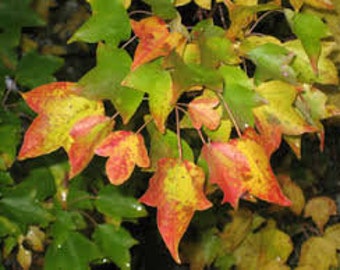 25 Graines D'Érable Champêtre (Acer Campestre) - Pour Bonsaï, Haie, Arbre Ornemental