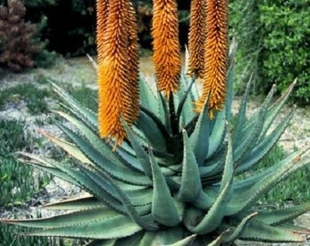 10 x aloe cryptopoda seeds