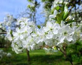 10 semillas de cerezo silvestre: Bonsái Gean ¡Entrega gratuita en el Reino Unido!