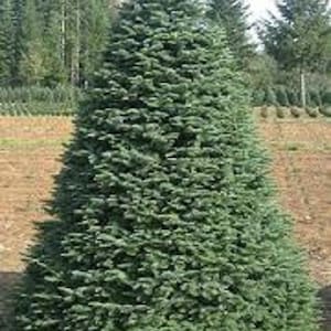 50 x noble fir christmas tree seeds.