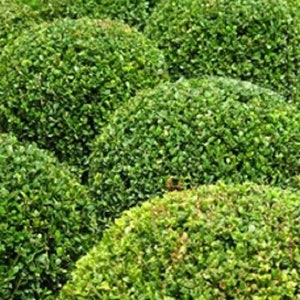 100 semi di scatola comune (buxus sempervirens) semi di albero.