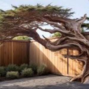 35 x japanese cedar tree seeds, tree seeds that can be used for bonsai.