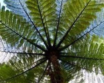 Black Tree Fern. Cyathea medullaris. Hardy. Rare. 25 Fresh spores