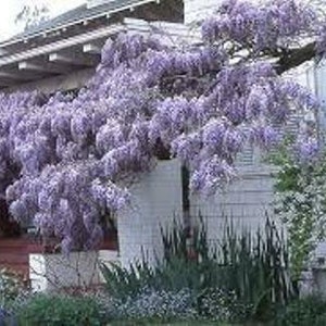 50 x Blauregen-Baumsamen (Wisteria sinensis) Baumsamen.