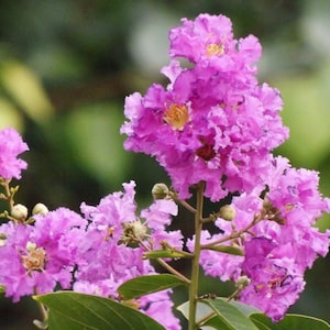 20 Crape Myrtle Tree Seeds: Lagerstroemia Indica