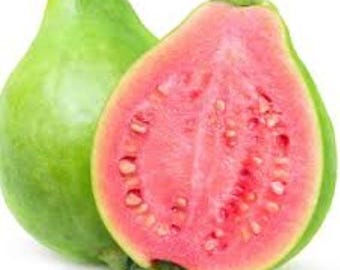 Seltene 10 Samen der Guava (Psidium guajava) essbare Frucht, die rosa fleischige Sorte. Kostenlose UK Lieferung !