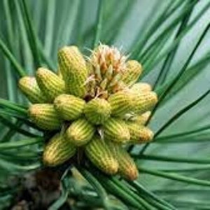 30 semi di pinus thunbergii. semi di pino nero giapponese