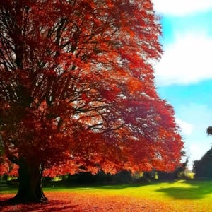 May include: A large tree with vibrant red leaves dominates the frame, set against a backdrop of a bright blue sky with scattered clouds. The ground is covered in fallen leaves, creating a colorful autumn scene. The image is a landscape photograph.