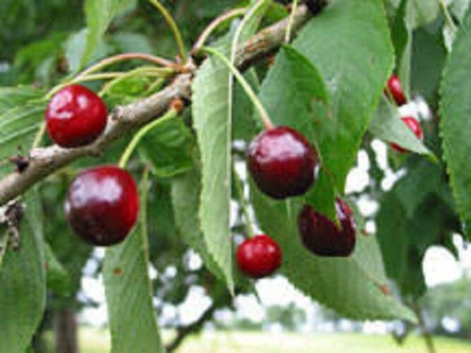 25 X Mixed Fruit Tree Seeds. Pot Luck From 8 Different Etsy