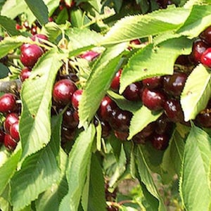 Black Cherry Seeds (Prunus Serotina) - 15 zaden