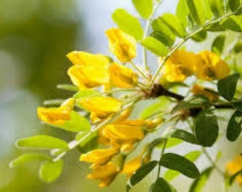 50 semillas de árbol de guisante siberiano (caragana arborescens) ¡Entrega gratuita en el Reino Unido!