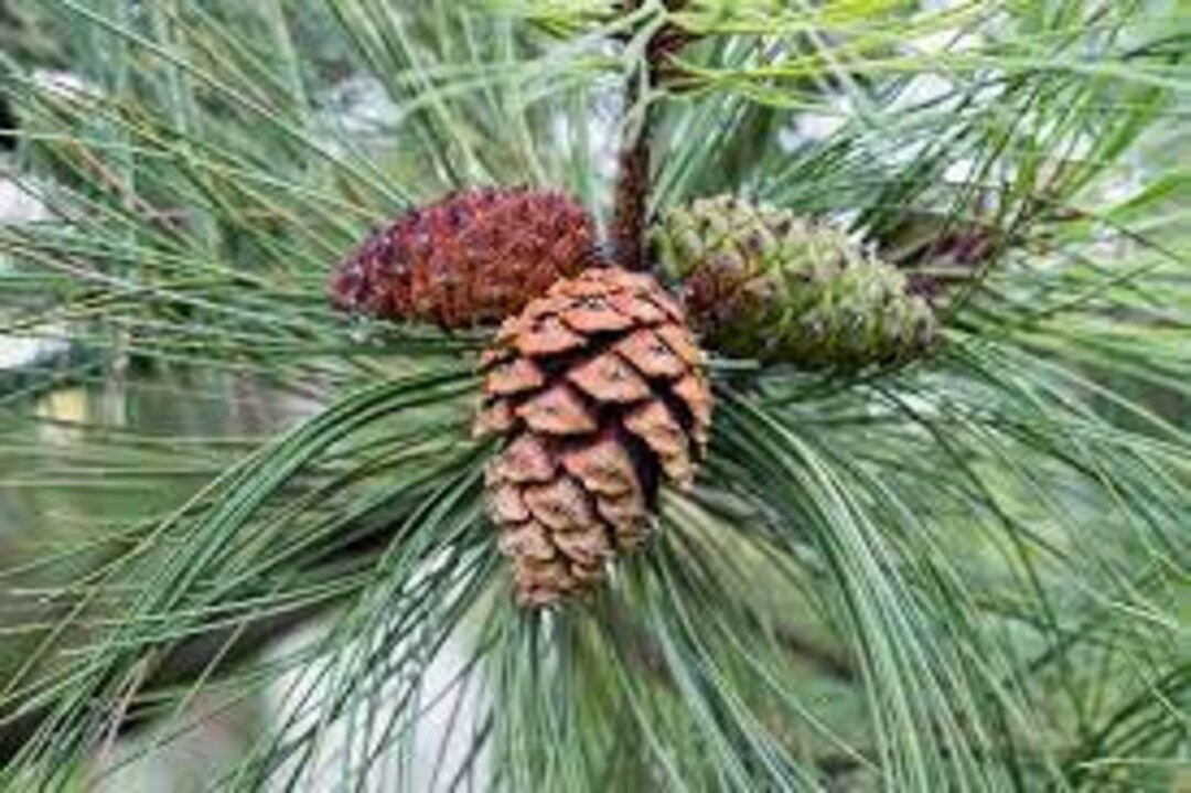 50 X Ponderosa Pine Tree Seeds Blackjack Pine pinus Etsy UK
