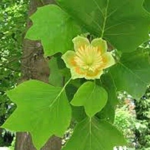 10 x Tulip Tree Seeds: Liriodendron Tulipifera, Deciduous Tree