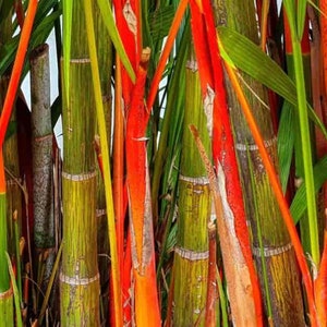 10 x lipstick palm seeds - cyrtostachys renda.  Fresh seeds