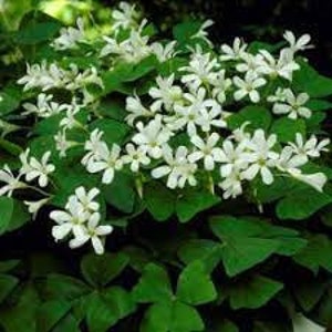 3 x oxalis triangularis papilionacea bulbs. (green) Shamrock indoor house plant.