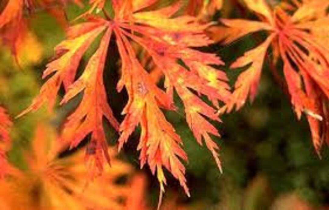 15 Aconitifolium Fernleaf Fullmoon Maple Seeds – Acer Japonicum 'Aconitifolium'
