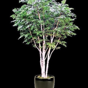 50 Organic Paper Birch Tree Seeds: Gardening Gift