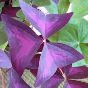 100 Oxalis Triangularis Purpurea Bulbs: Purple Butterfly Shamrock