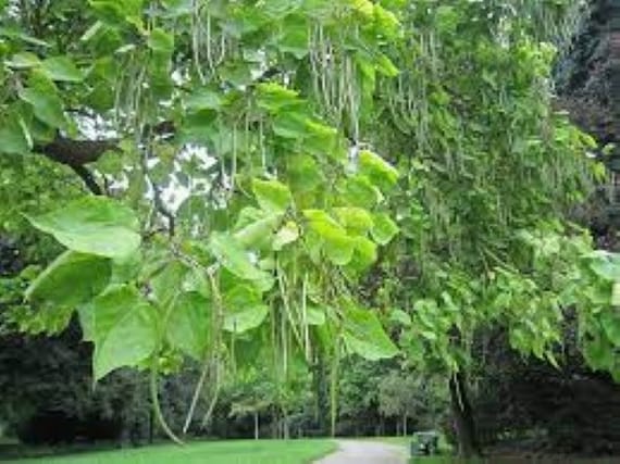 10 Semi Di Catalpa Bignoides Southern Catalpa Albero - Foto 2