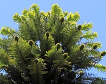 Pino Wollemi 10 Semillas, Árbol Dinosaurio Wollemia Nobilis