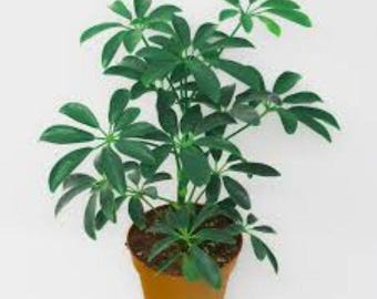 Schefflera arboricola (árbol paraguas enano) 25 semillas. ¡Envío gratuito al Reino Unido!