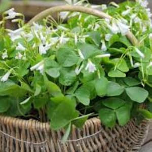 3 bulbes d'oxalis triangularis papilionacea. (vert) Plante d'intérieur trèfle. Livraison gratuite au Royaume-Uni !