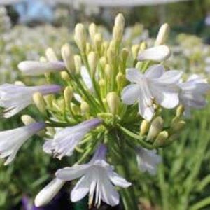 Agapanthus &#39;Snowball&#39; Samen: Weisse Schmucklilienblüten