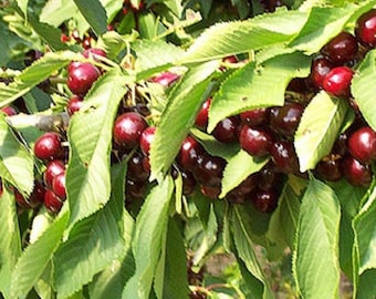 25 x black cherry seeds (prunus serotina)