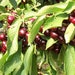 see more listings in the fruit trees section