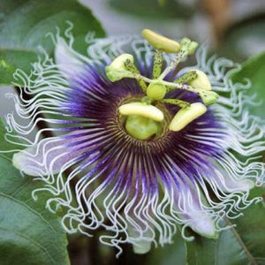 Passionsfruchtsamen: Passiflora edulis - Bauen Sie Ihre eigene tropische Frucht an