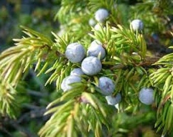 20 x common juniper tree seeds (juniperus communis) tree shrub seeds.