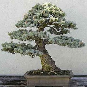 50 semillas de cedro japonés: Bonsái Sugi Cryptomeria Japonica